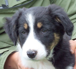 Tricolour FEMALE border collie puppy